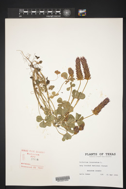 Trifolium incarnatum image