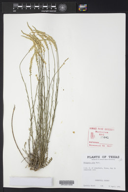 Polygala alba image