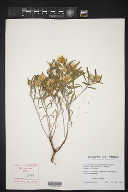 Oenothera berlandieri image