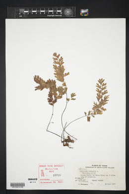 Adiantum capillus-veneris image