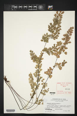 Adiantum capillus-veneris image