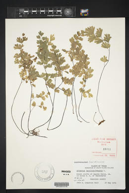 Adiantum capillus-veneris image