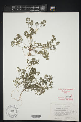 Cyclospermum leptophyllum image