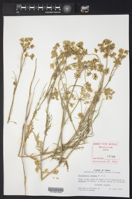 Eurytaenia texana image