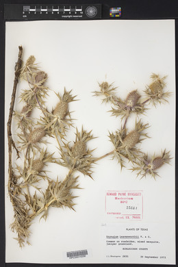 Eryngium leavenworthii image