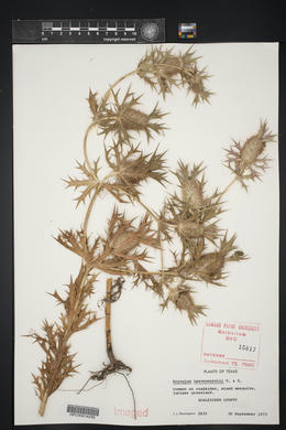 Eryngium leavenworthii image