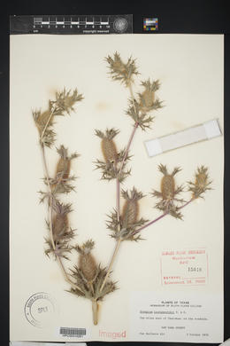 Eryngium leavenworthii image