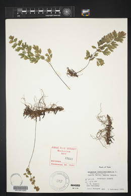 Adiantum capillus-veneris image