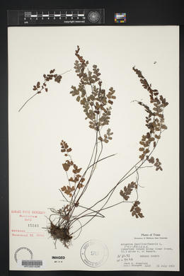 Adiantum capillus-veneris image