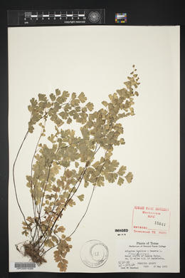 Adiantum capillus-veneris image