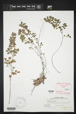 Adiantum capillus-veneris image