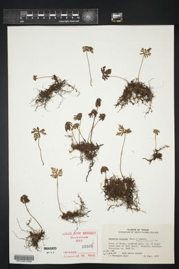 Bommeria hispida image