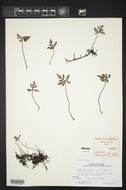 Bommeria hispida image