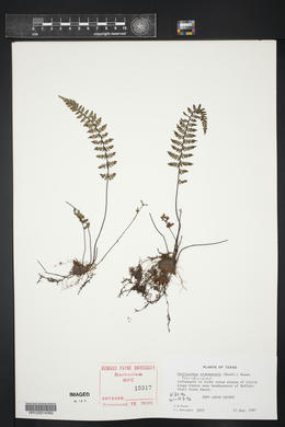 Myriopteris alabamensis image