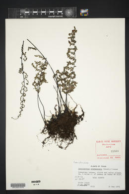 Myriopteris alabamensis image