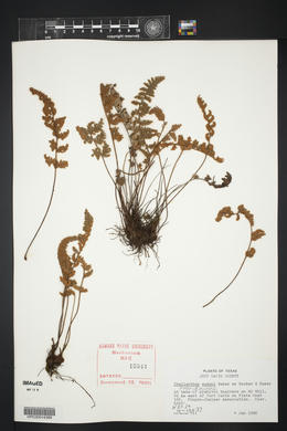 Myriopteris rufa image