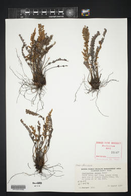 Myriopteris rufa image