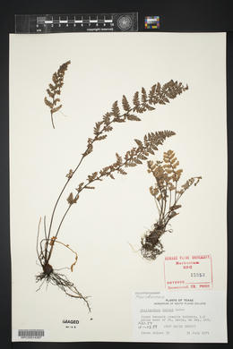 Myriopteris rufa image