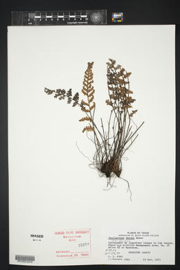 Myriopteris rufa image