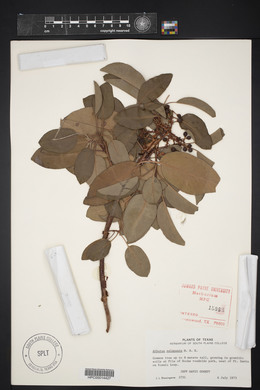 Arbutus xalapensis image