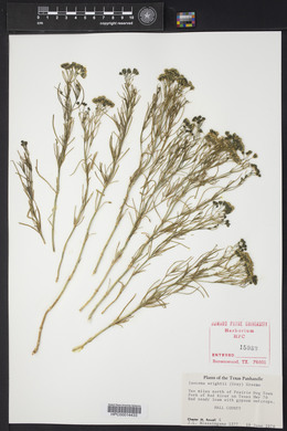 Isocoma pluriflora image