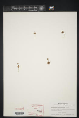 Androsace occidentalis image