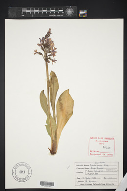 Primula parryi image