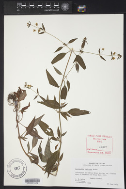 Lysimachia radicans image