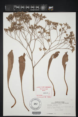 Limonium limbatum image