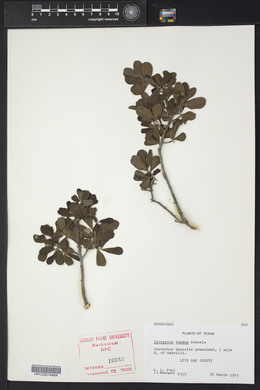 Diospyros texana image