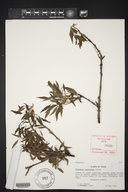 Fraxinus cuspidata image