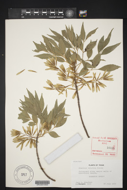 Fraxinus velutina image