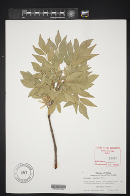 Fraxinus velutina image