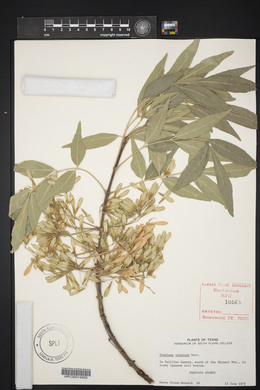 Fraxinus velutina image