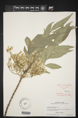 Fraxinus velutina image