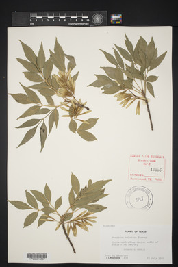 Fraxinus velutina image