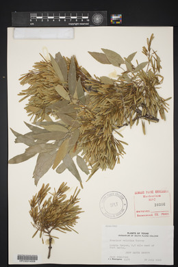 Fraxinus velutina image