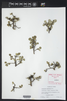 Forestiera pubescens image