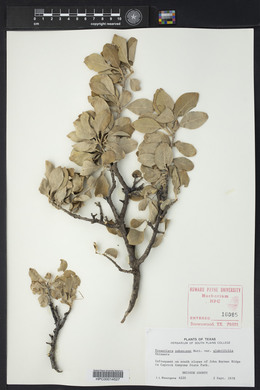 Forestiera pubescens image