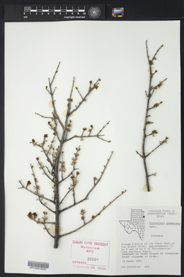 Forestiera pubescens image