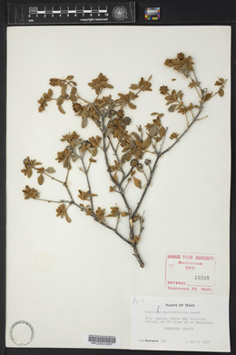 Buddleja marrubiifolia image