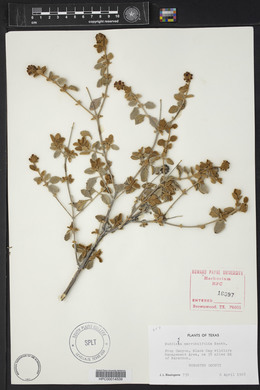 Buddleja marrubiifolia image