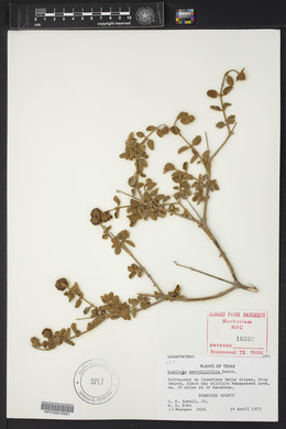 Buddleja marrubiifolia image