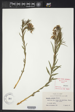 Amsonia ciliata image