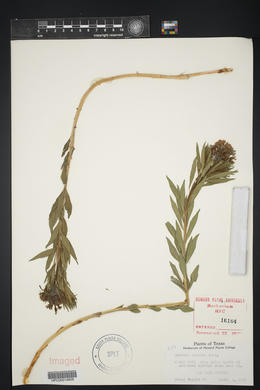 Amsonia ciliata image