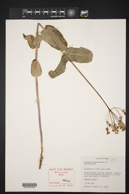 Asclepias amplexicaulis image