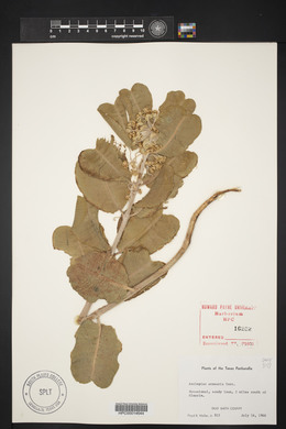 Asclepias arenaria image