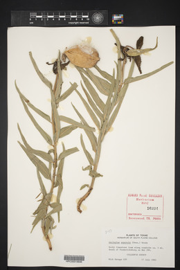 Asclepias asperula image