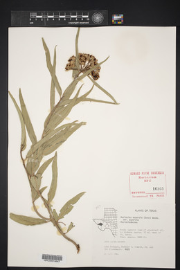 Asclepias asperula image