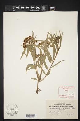 Asclepias asperula image